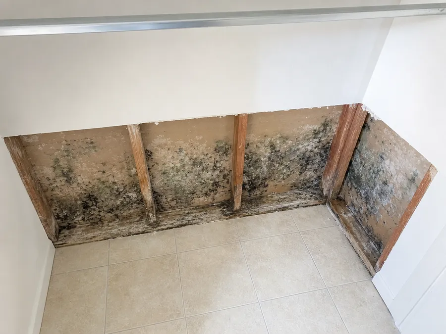 Mold colonies on the back of cut drywall and the wooden framing inside a closet wall